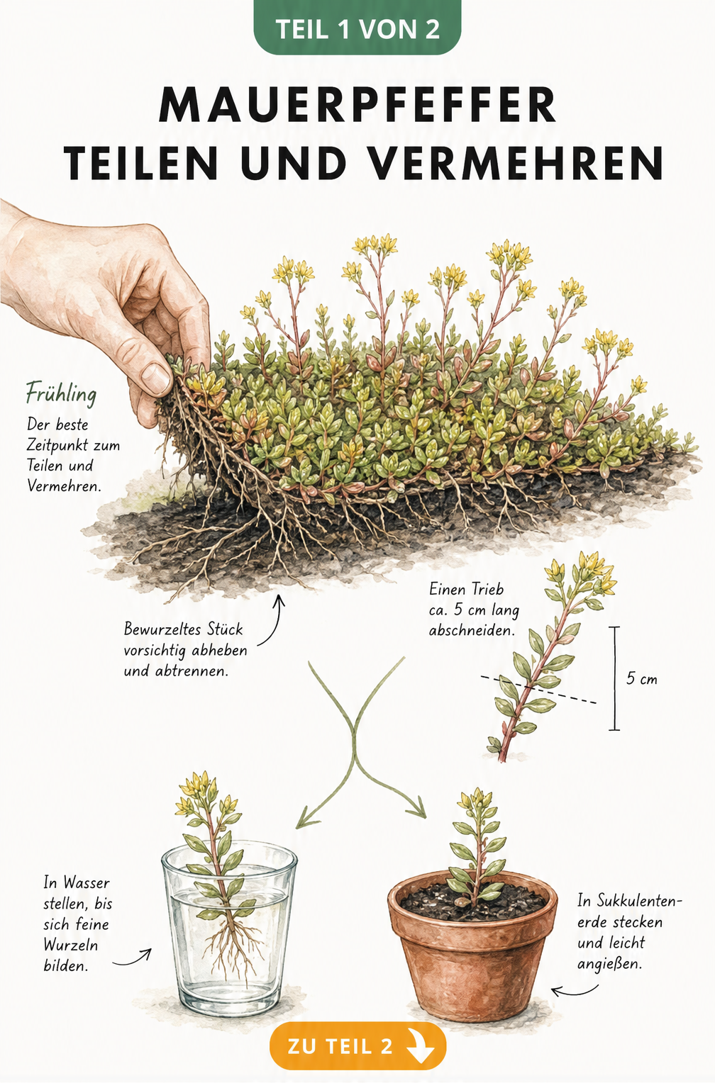 Illustration der Vermehrung von Mauerpfeffer durch Teilung und Stecklinge