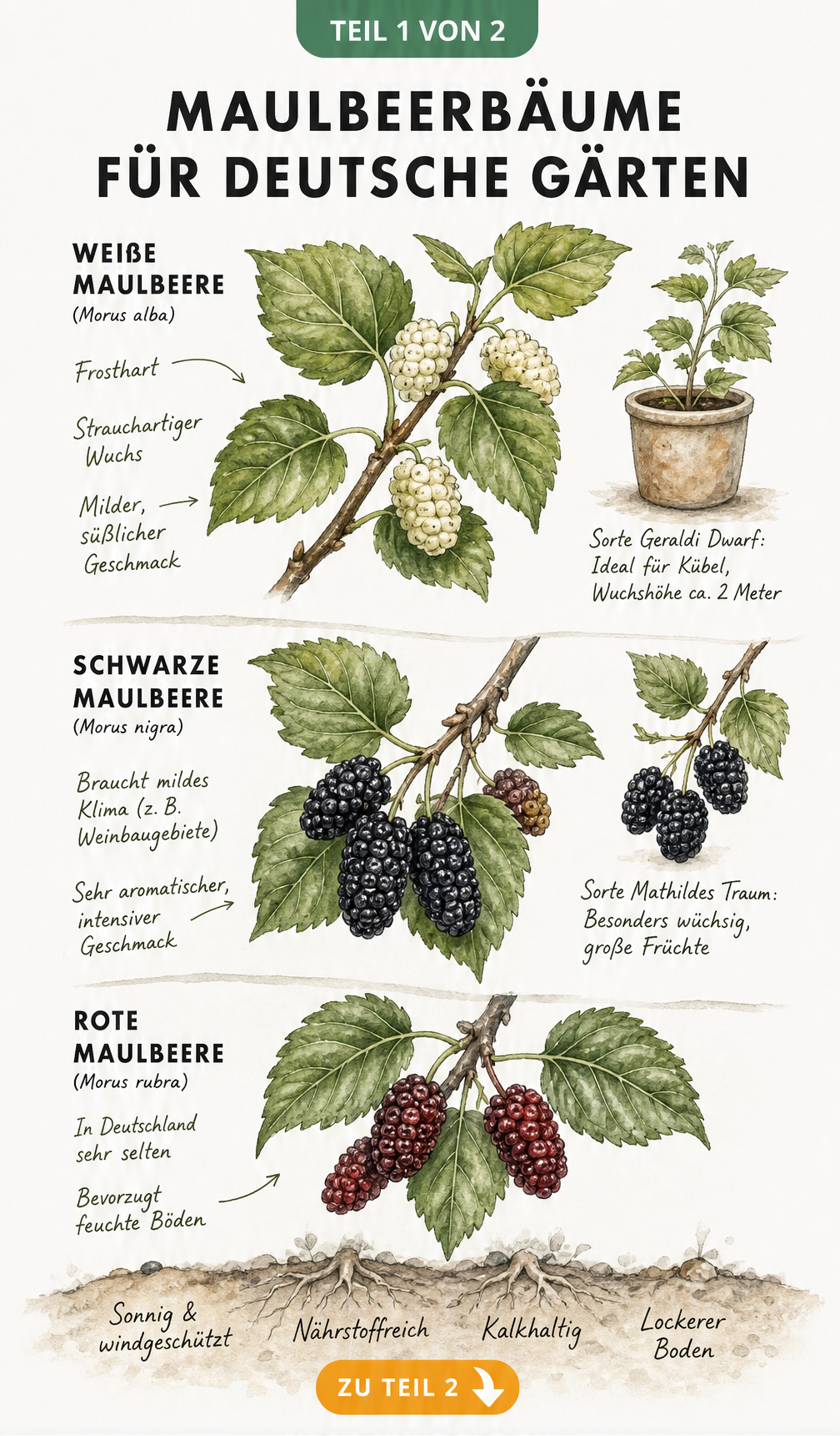 Botanische Illustration von drei Maulbeerarten: Weiße, Schwarze und Rote Maulbeere mit Früchten und Blättern sowie Hinweisen zu Standort und Wuchs.
