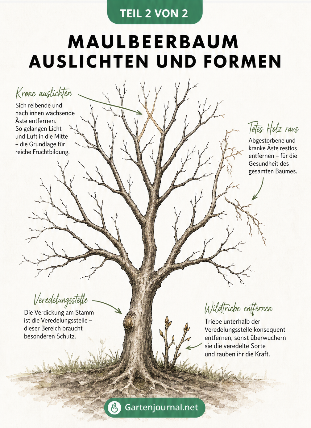 Silhouette eines Maulbeerbaums mit Markierungen für den Auslichtungsschnitt und zu entfernende Wildtriebe