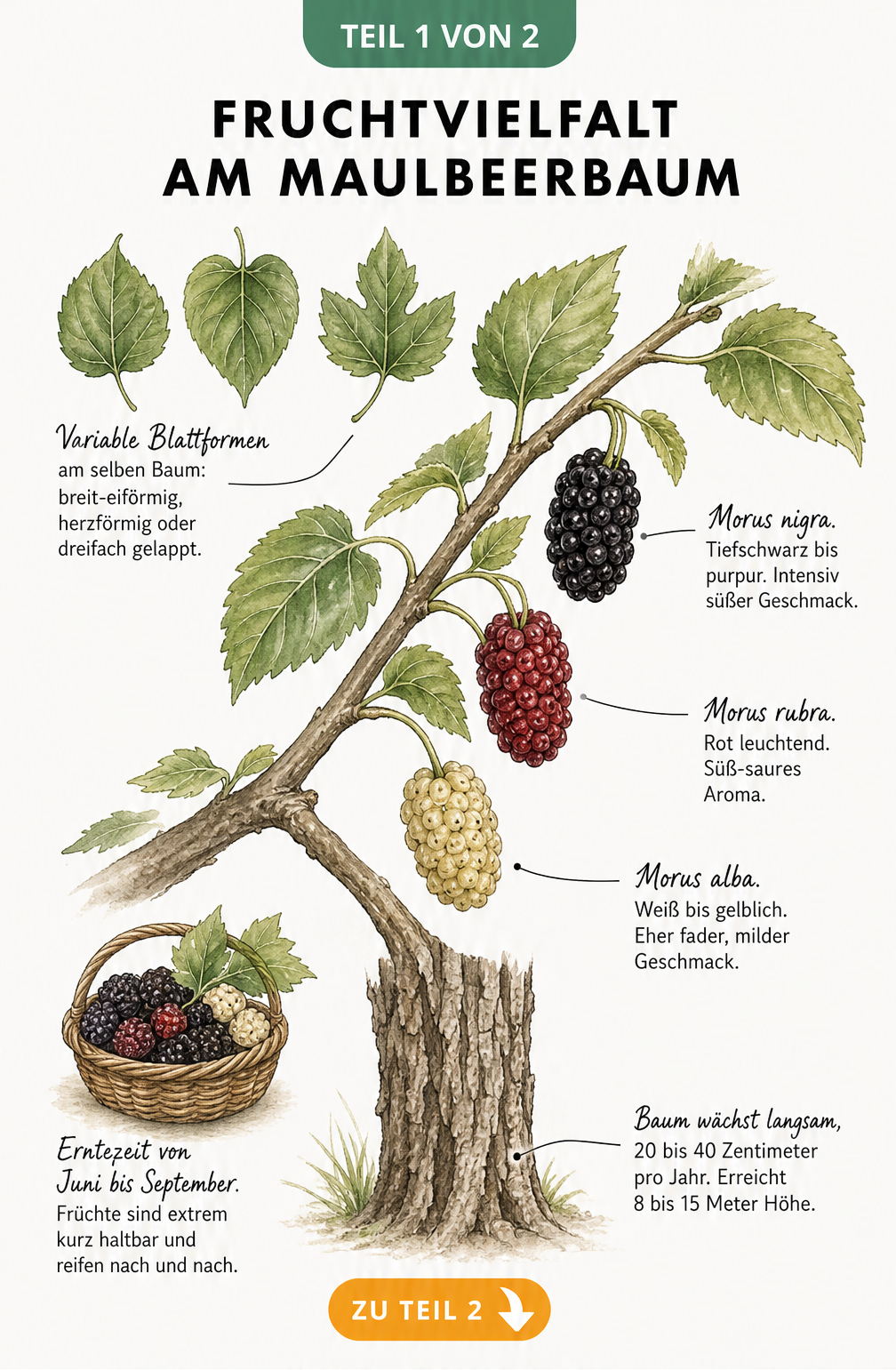 Botanische Zeichnung eines Maulbeerbaum-Astes mit verschiedenen Blattformen und den Früchten von Morus nigra, Morus rubra und Morus alba.