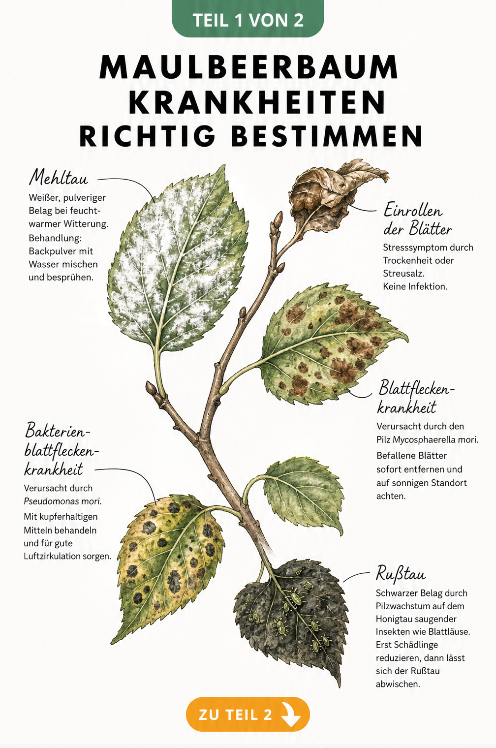 Illustration eines Maulbeerbaumzweigs mit verschiedenen Schadbildern an den Blättern wie Mehltau und Blattfleckenkrankheit