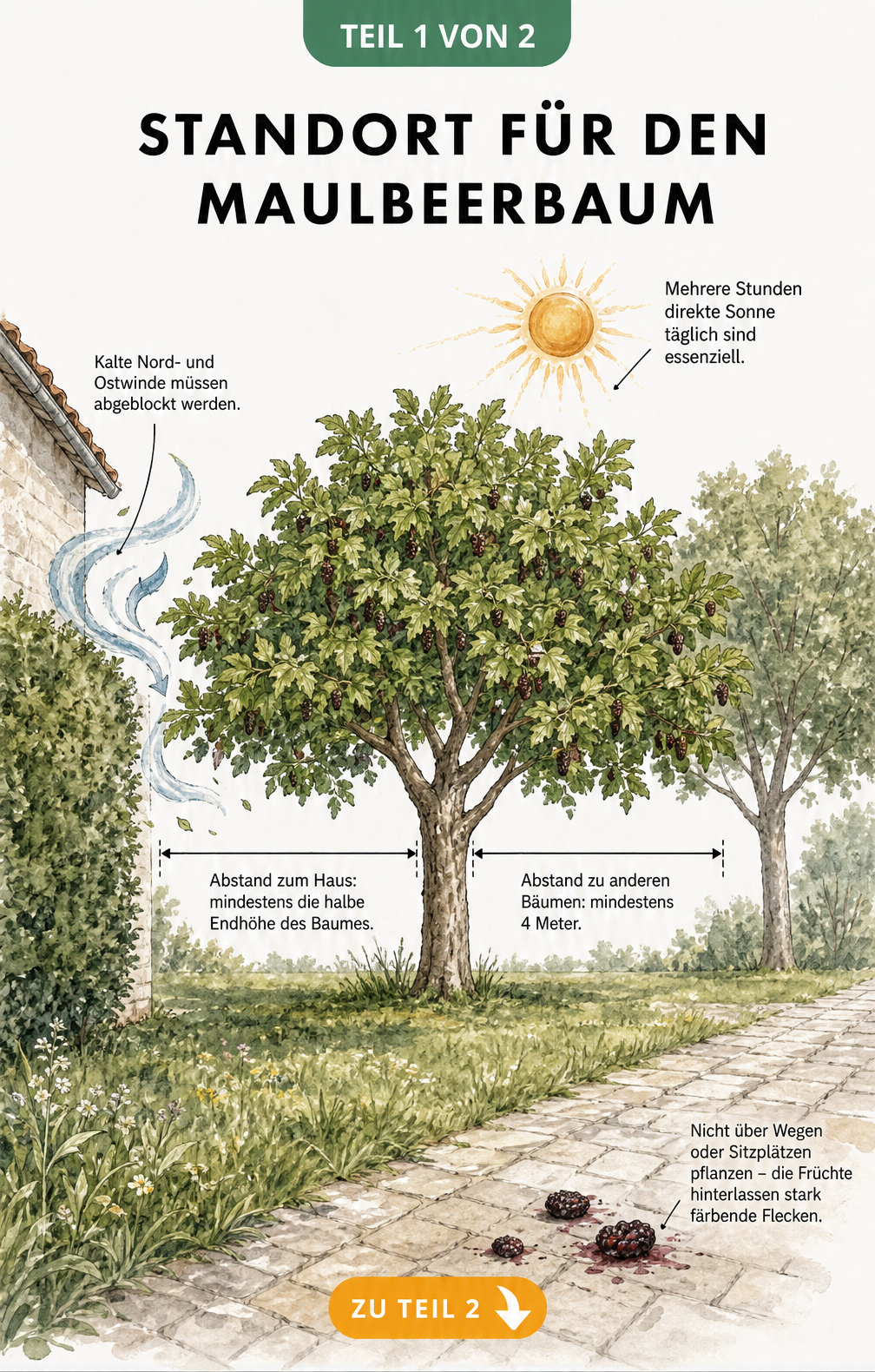 Illustration eines Maulbeerbaums im Garten mit Maßlinien für den Pflanzabstand zu Hauswand und Nachbarbaum sowie Hinweisen zu Windschutz und Sonneneinstrahlung.