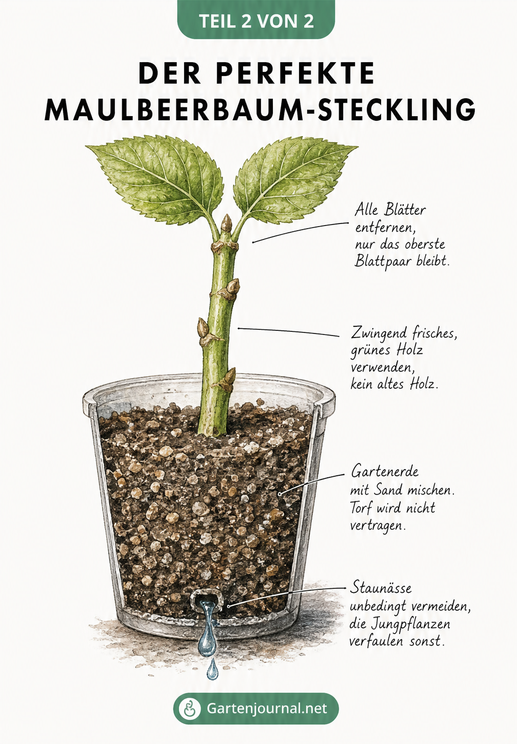 Illustration eines Maulbeerbaum-Stecklings im Pflanzgefäß mit Hinweisen zu Blättern, Holz, Erde und Wasserabfluss