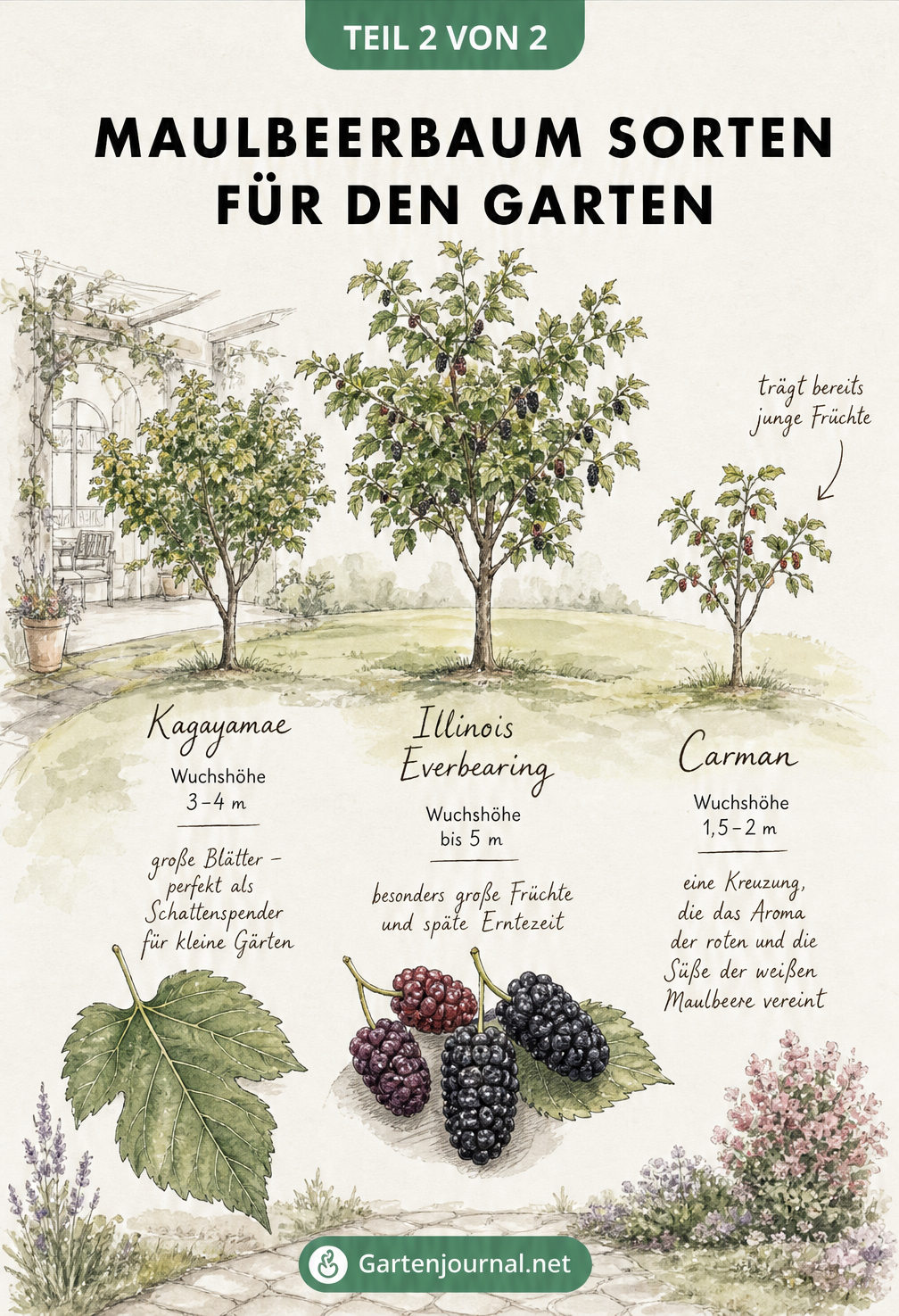 Größenvergleich von drei Maulbeerbaum-Züchtungen für den Garten: Kagayamae, Illinois Everbearing und Carman