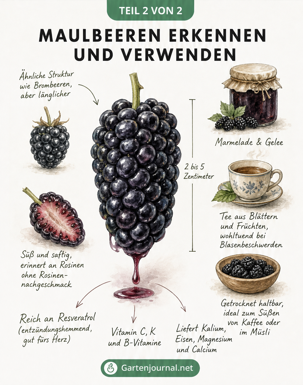 Detaillierte Zeichnung einer schwarzvioletten Maulbeere mit Größenangabe, Vergleich zur Brombeere und Illustrationen zur Verwendung als Marmelade, Tee und...