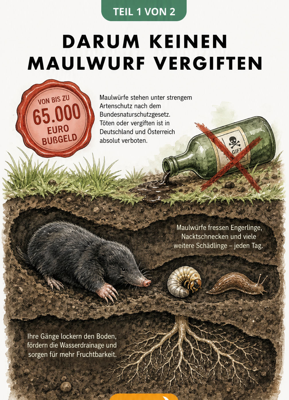 Querschnitt eines Gartenbodens mit Maulwurf, der Schädlinge frisst, und einem Siegel mit Bußgeld-Hinweis