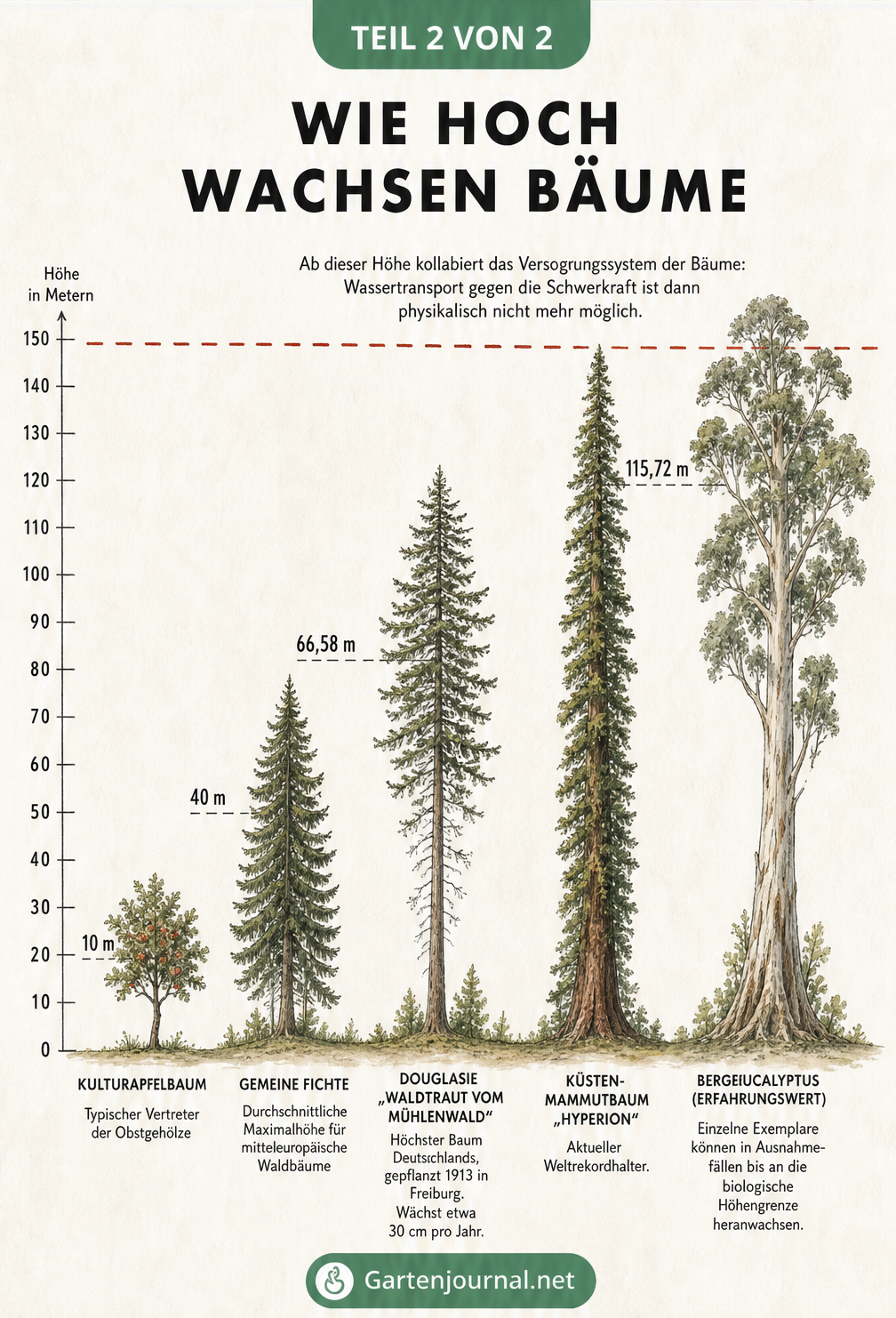 Schnittdiagramm zur Wuchshöhe von Bäumen, vom Kulturapfelbaum über Fichte und Douglasie bis zum Küstenmammutbaum Hyperion, inklusive der biologischen...