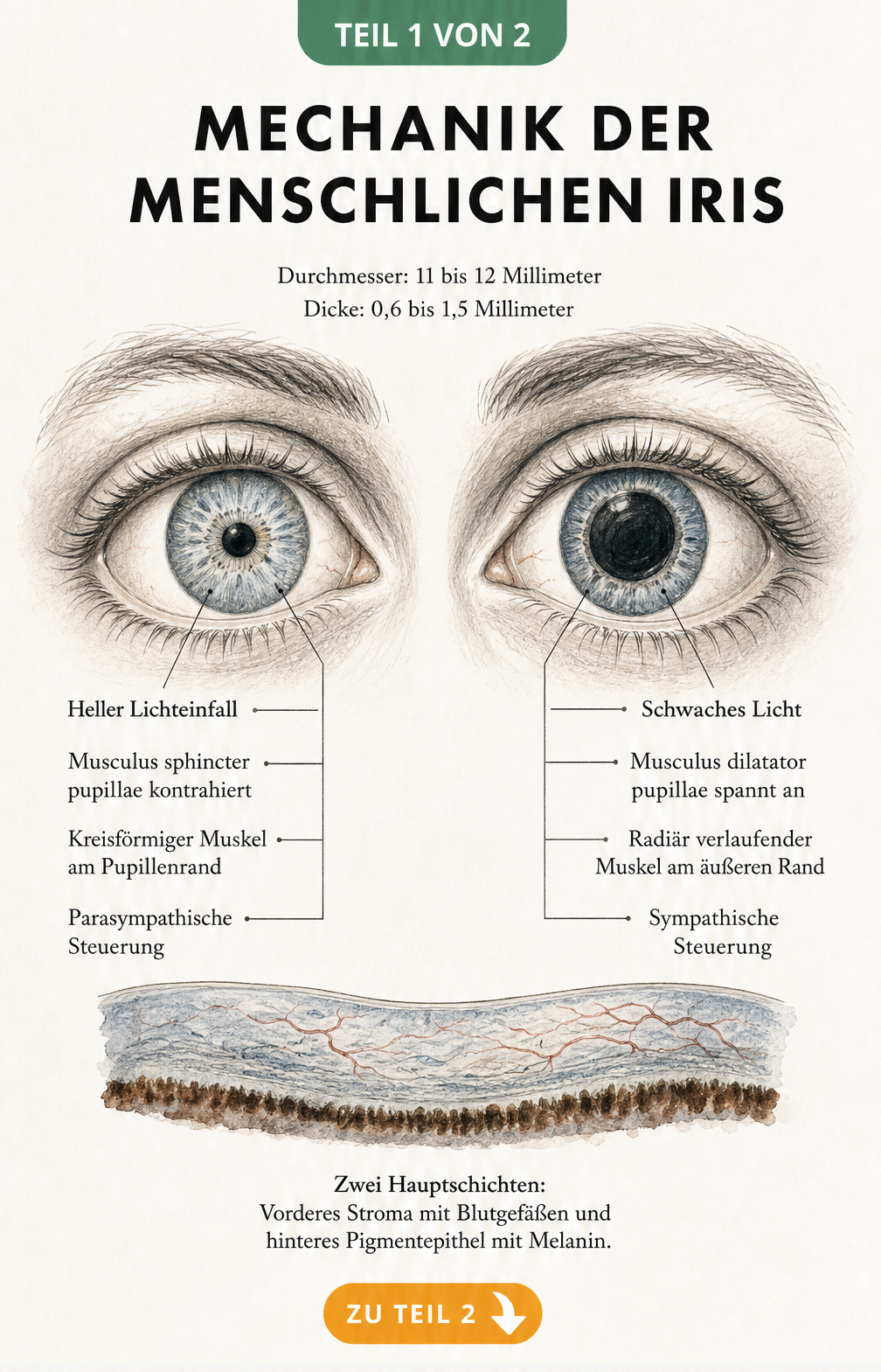 Illustration der menschlichen Iris bei hellem und schwachem Licht mit anatomischen Details