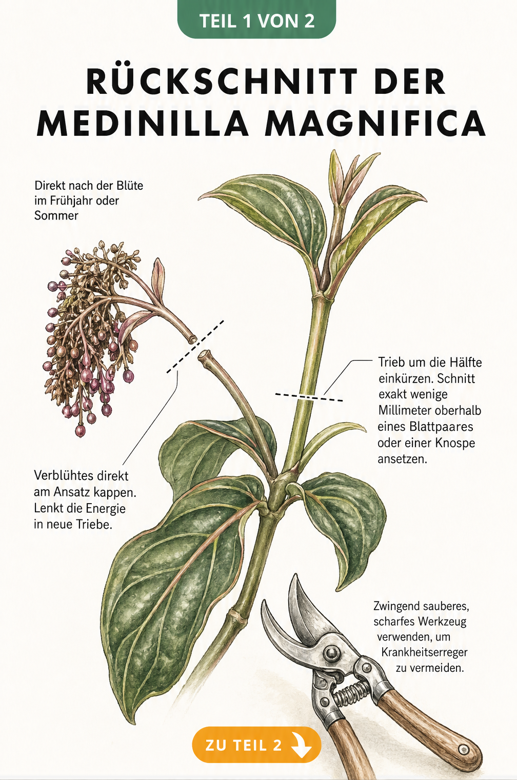 Botanische Illustration zum Rückschnitt der Medinilla magnifica mit Gartenschere und Schnittlinien