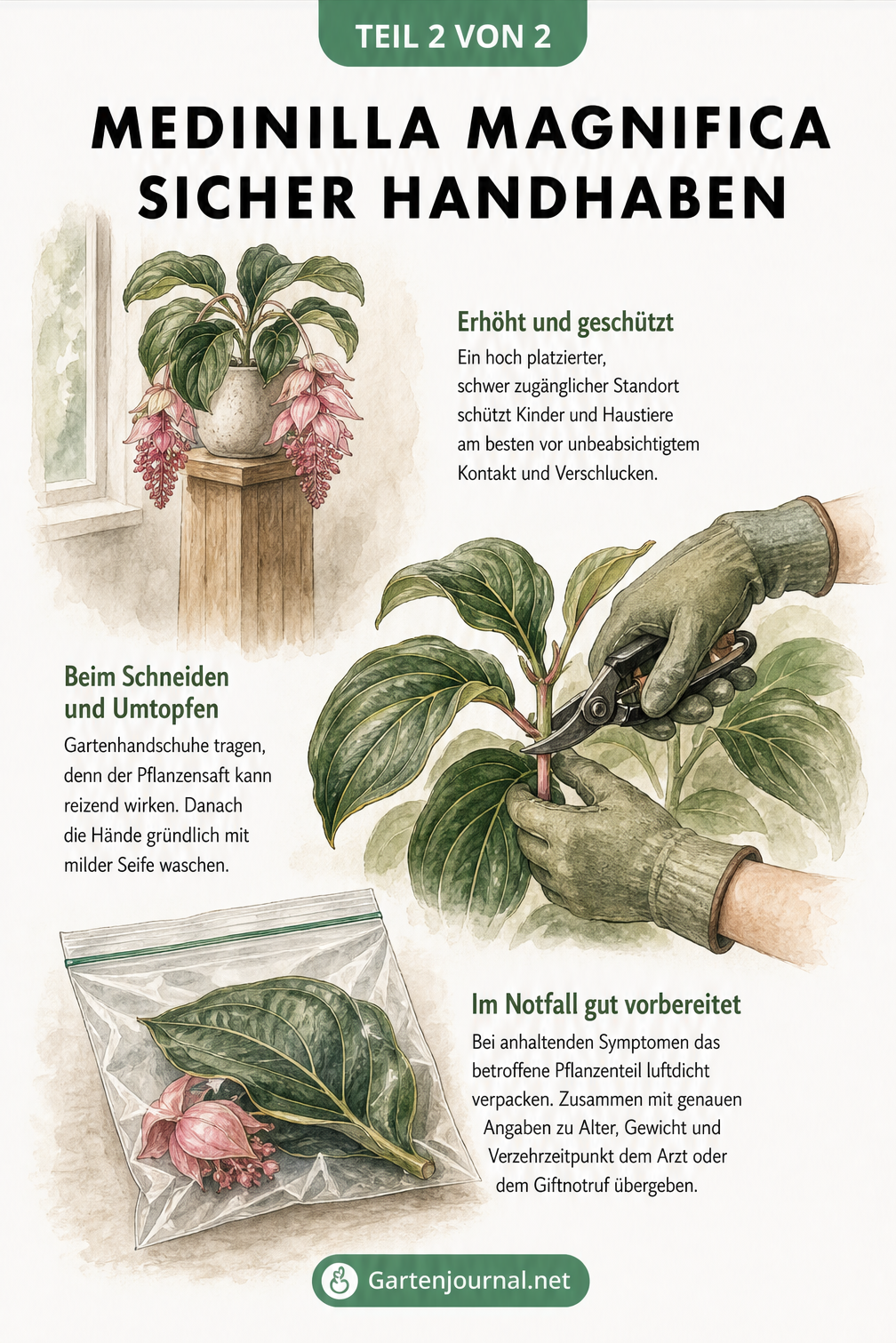 Illustrationen zur sicheren Handhabung der Medinilla magnifica: erhöhter Standort, Handschuhe beim Schneiden und Notfall-Tipps