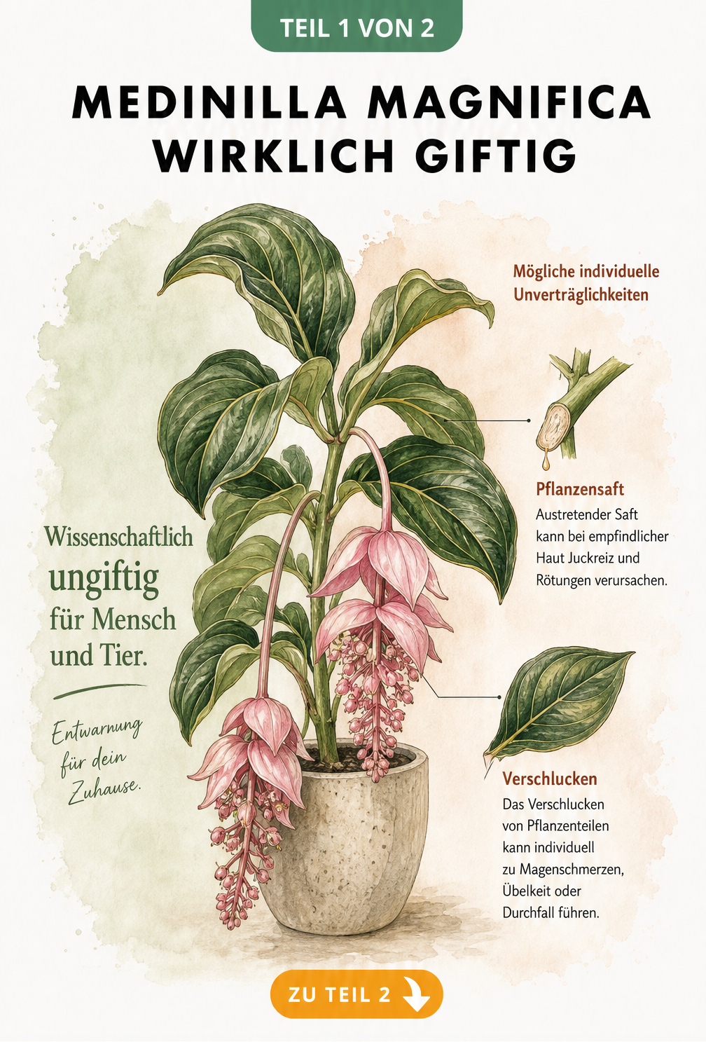 Botanische Illustration der Medinilla magnifica mit Hinweisen zur Ungiftigkeit und möglichen Unverträglichkeiten