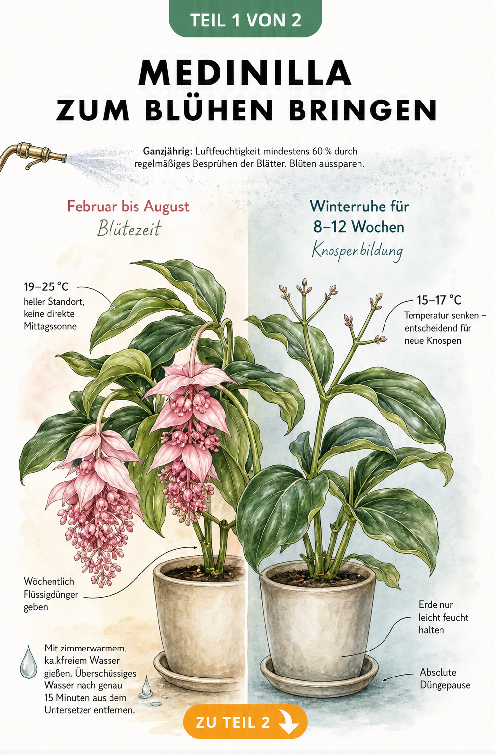 Zweigeteilte Illustration der Medinilla: links blühend im Sommer bei 19-25 Grad, rechts ruhend im Winter bei 15-17 Grad.
