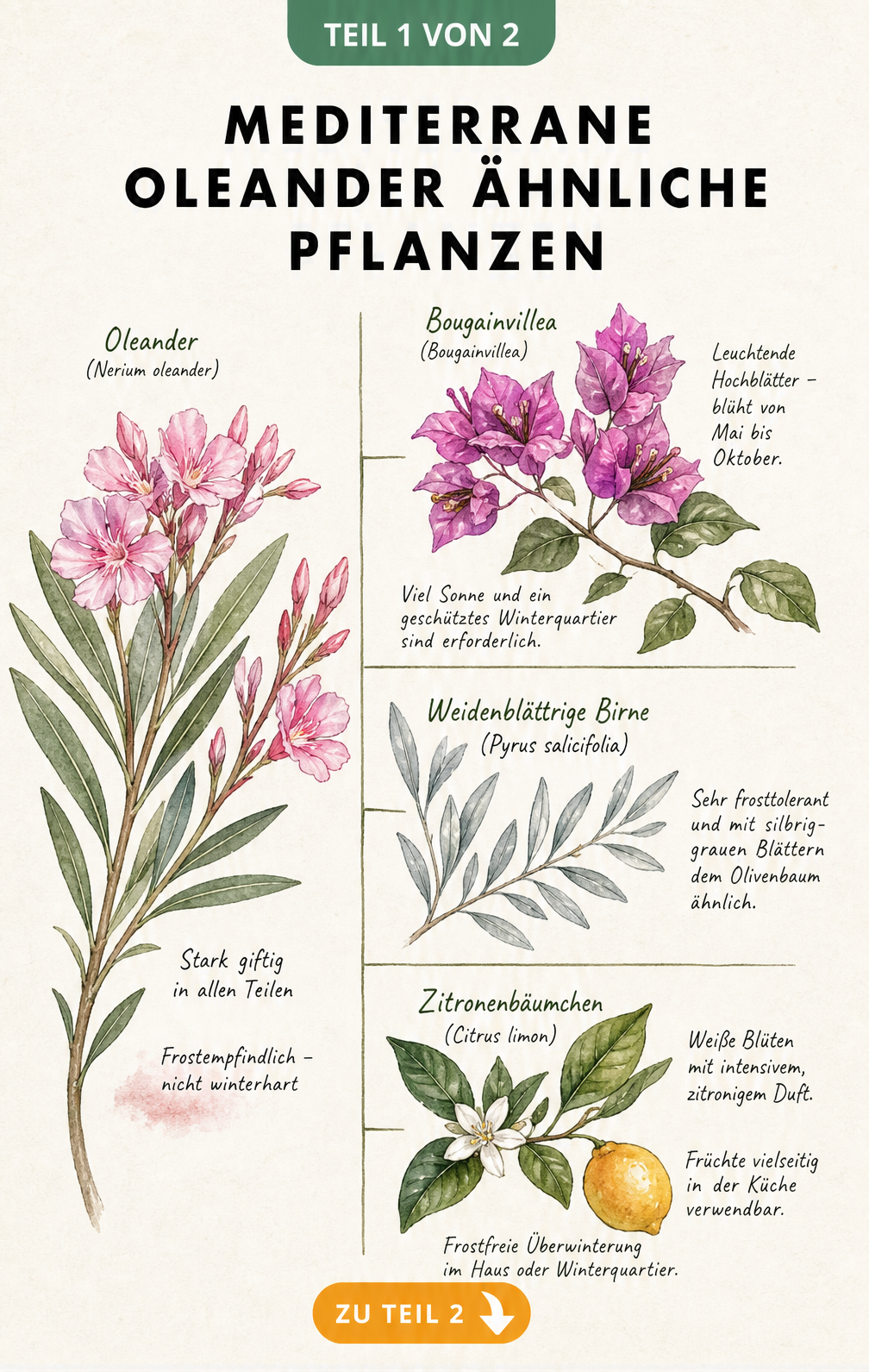 Botanische Illustration von Oleander-Alternativen wie Bougainvillea, Weidenblättrige Birne und Zitronenbäumchen