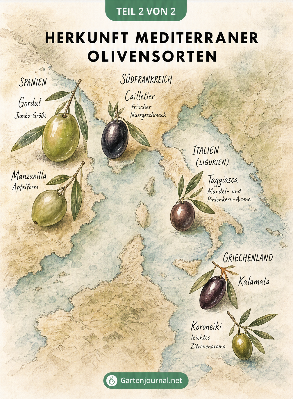 Vintage-Landkarte des Mittelmeerraums mit illustrierten Olivensorten aus Spanien, Frankreich, Italien und Griechenland