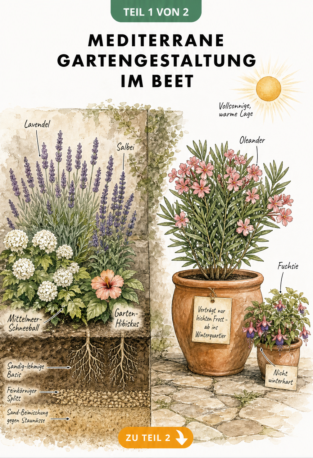 Querschnitt eines mediterranen Gartenbeets mit winterharten Pflanzen im Freiland und Kübelpflanzen
