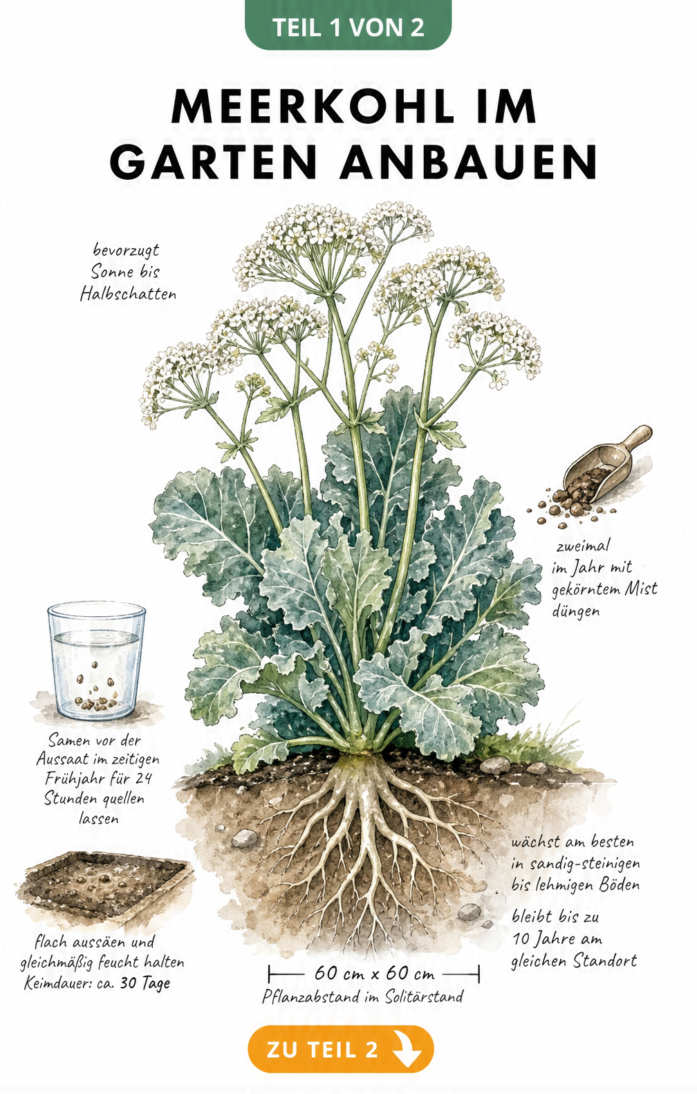 Botanische Illustration einer Meerkohl-Pflanze mit Wurzeln, Blättern und weißen Blütendolden sowie Hinweisen zu Standort, Boden und Aussaat