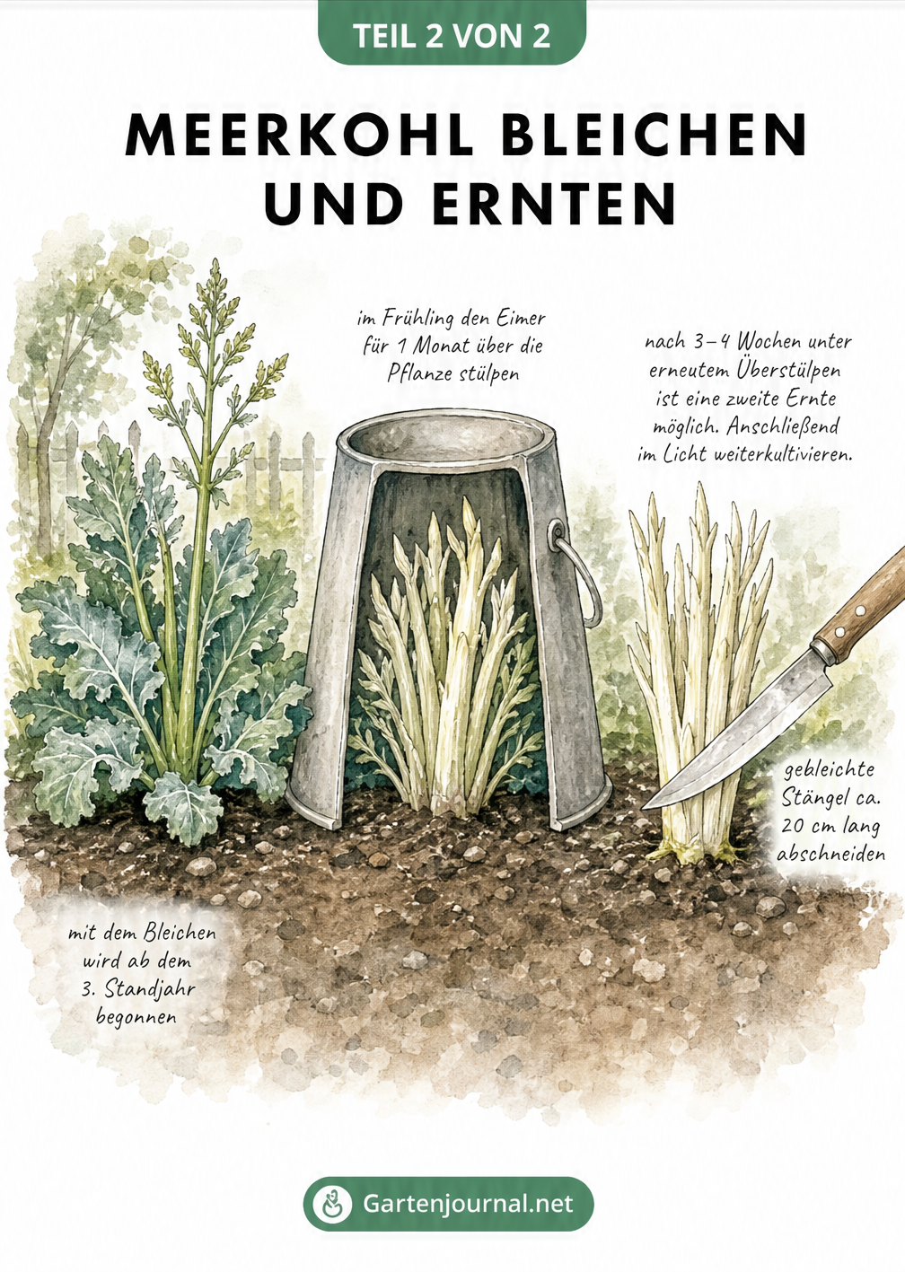 Aquarell-Illustration zum Bleichen von Meerkohl mit einem umgestülpten Eimer über der Pflanze und der Ernte der gebleichten Stängel