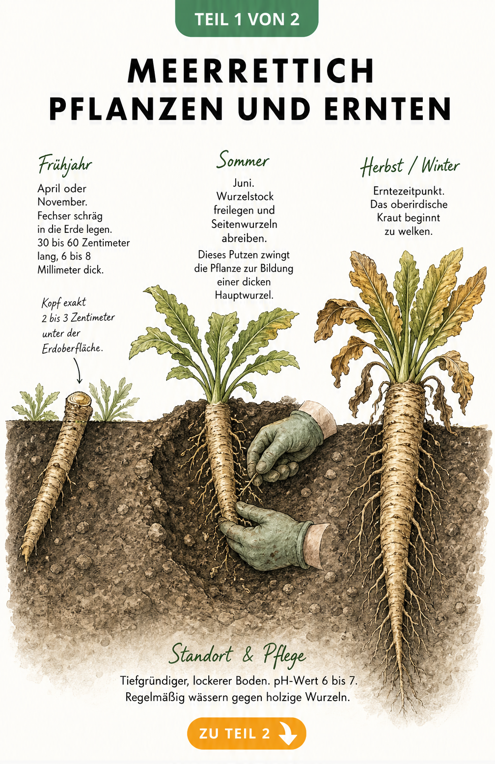 Botanische Illustration des Meerrettich-Anbaus im Jahresverlauf: Von der Pflanzung der Fechser im Frühjahr über das Putzen der Wurzeln im Sommer bis zur Ernte...