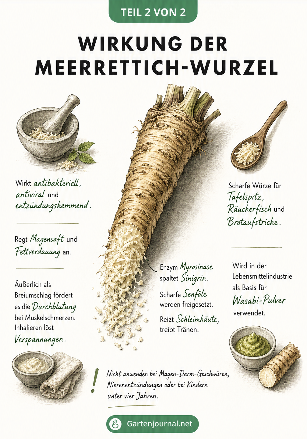 Detaillierte Zeichnung einer geriebenen Meerrettichwurzel mit Erklärungen zur Freisetzung von Senfölen sowie zur medizinischen und kulinarischen Nutzung.