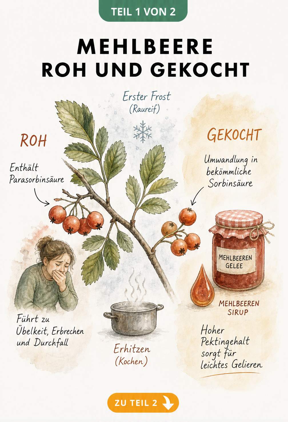 Botanische Illustration eines Mehlbeeren-Zweigs, die den Unterschied zwischen rohen und gekochten Beeren zeigt