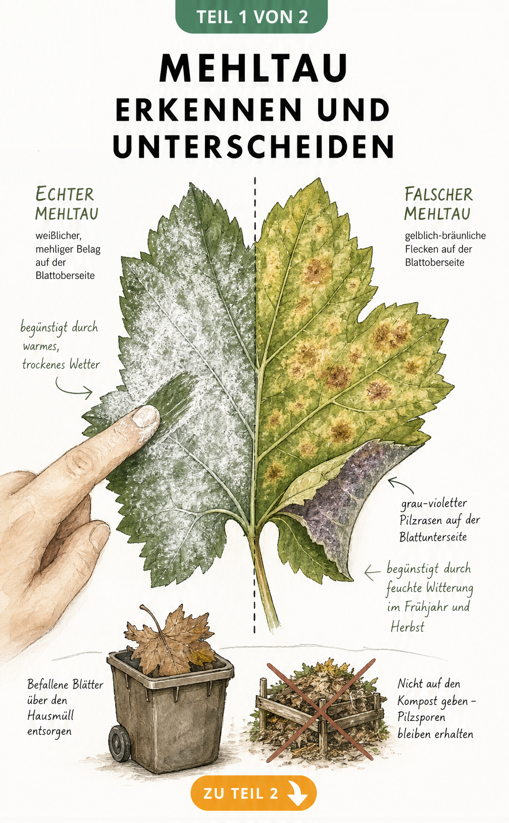 Botanische Illustration eines zweigeteilten Blattes, das die Unterschiede zwischen Echtem und Falschem Mehltau zeigt