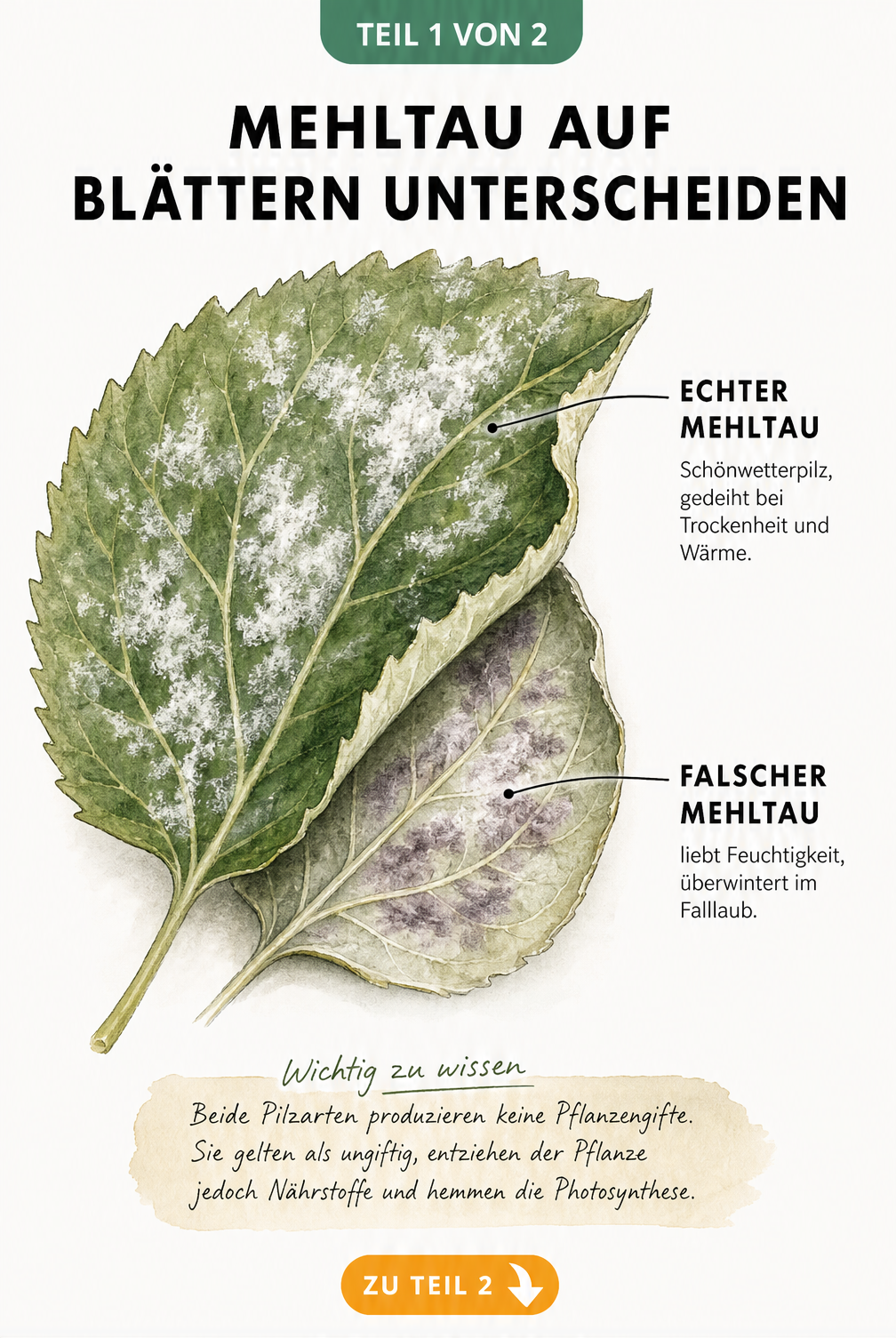 Botanische Illustration eines Pflanzenblattes mit Echtem Mehltau auf der Oberseite und Falschem Mehltau auf der Unterseite
