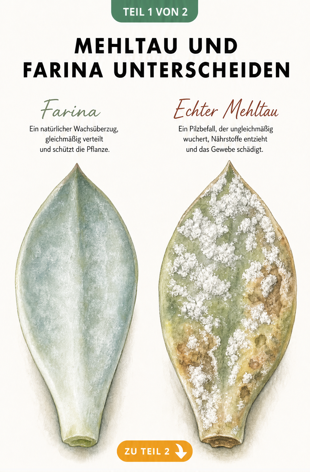 Illustration zweier Sukkulentenblätter im Vergleich: links gesund mit natürlicher Farina-Wachsschicht, rechts befallen mit weißem, flockigem Mehltau.