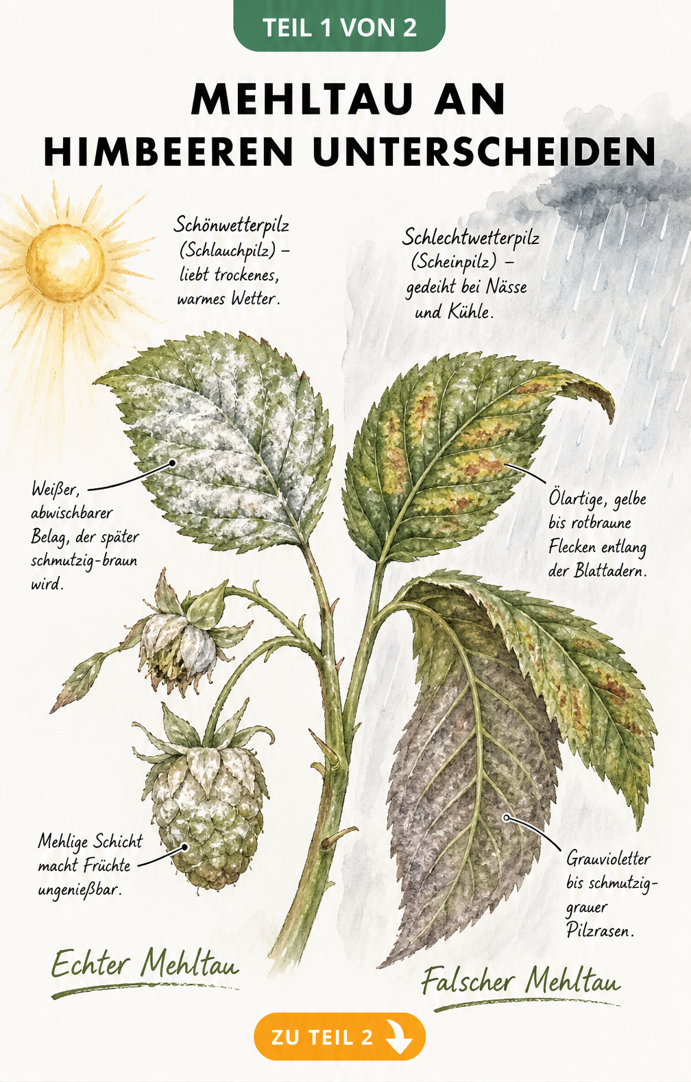 Illustration eines Himbeerzweigs mit Echtem Mehltau bei Sonnenschein und Falschem Mehltau bei Regen