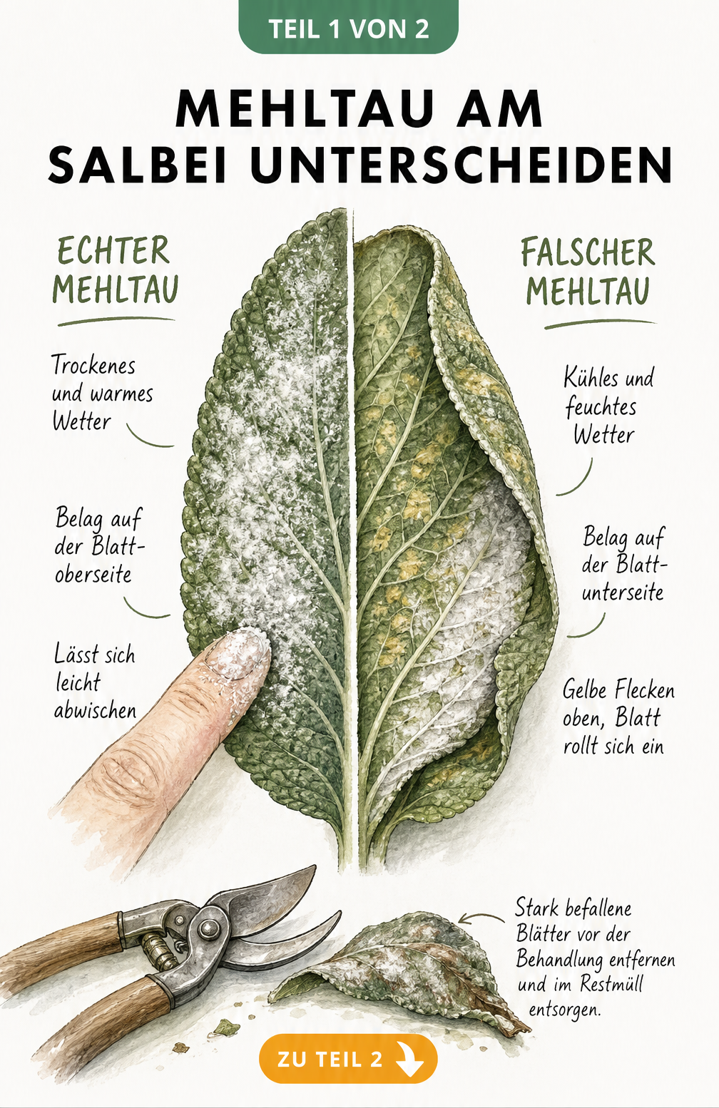 Botanische Illustration eines Salbeiblatts, das die Unterschiede zwischen Echtem und Falschem Mehltau zeigt