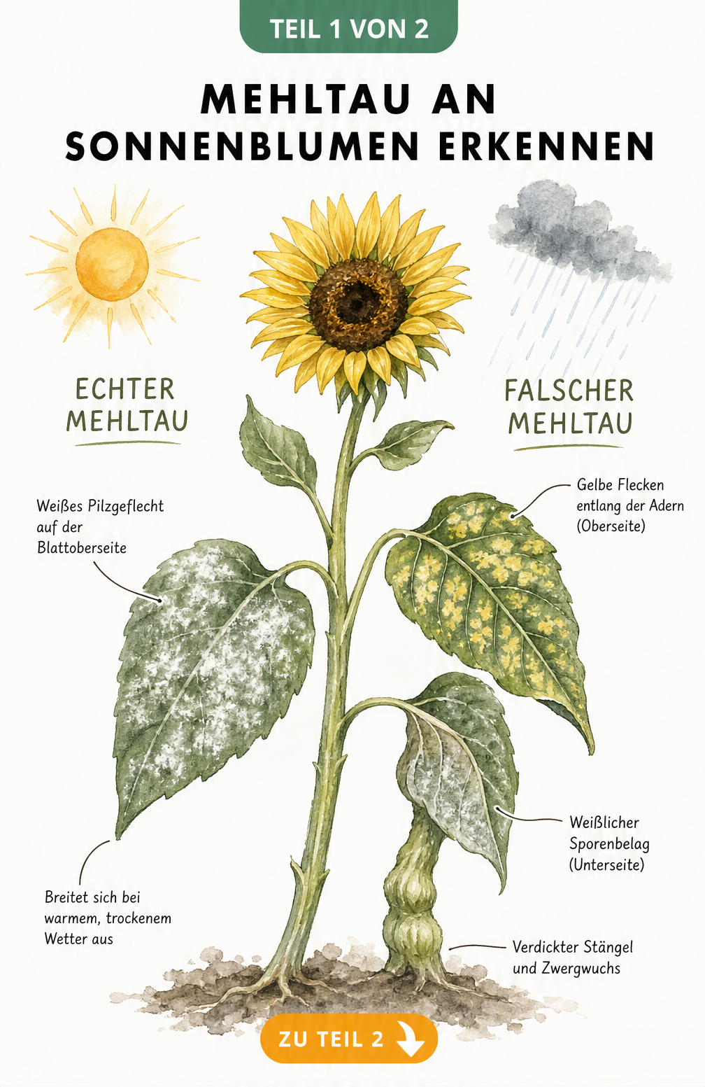 Botanische Illustration von Echtem und Falschem Mehltau an Sonnenblumenblättern mit Symptomen