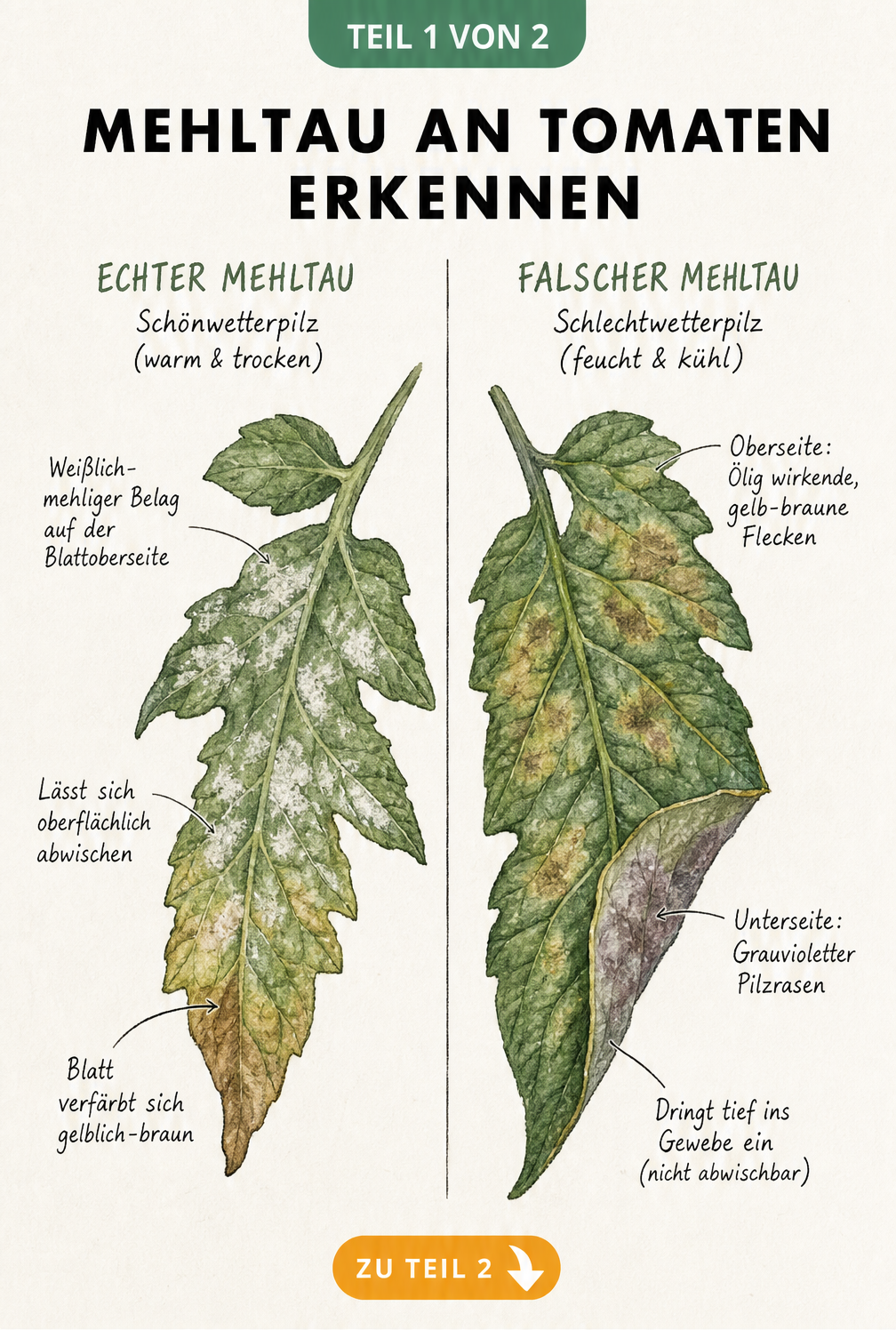 Illustration von Tomatenblättern mit Echtem und Falschem Mehltau im Vergleich