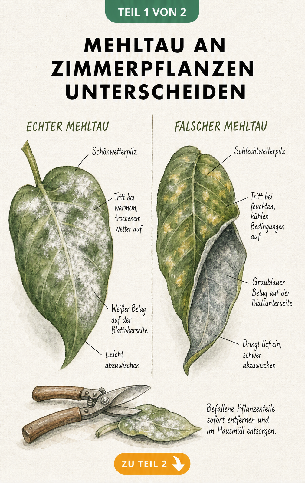 Illustration zur Unterscheidung von Echtem und Falschem Mehltau an Zimmerpflanzen mit Merkmalen wie weissem Belag auf der Blattoberseite und graublauem Belag...