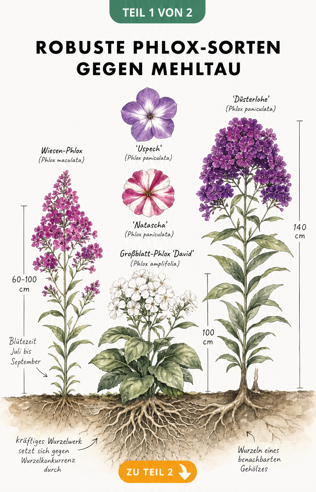 Botanische Illustration verschiedener mehltauresistenter Phlox-Sorten wie Wiesen-Phlox, Großblatt-Phlox 'David' und 'Düsterlohe' mit Wuchshöhen.