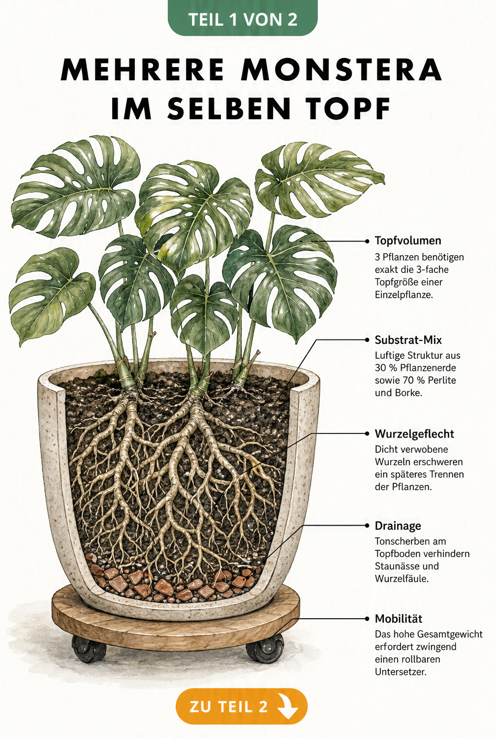 Illustration eines großen Topfes mit drei Monstera-Pflanzen, Querschnitt mit Erdschichten, Wurzeln und Drainage