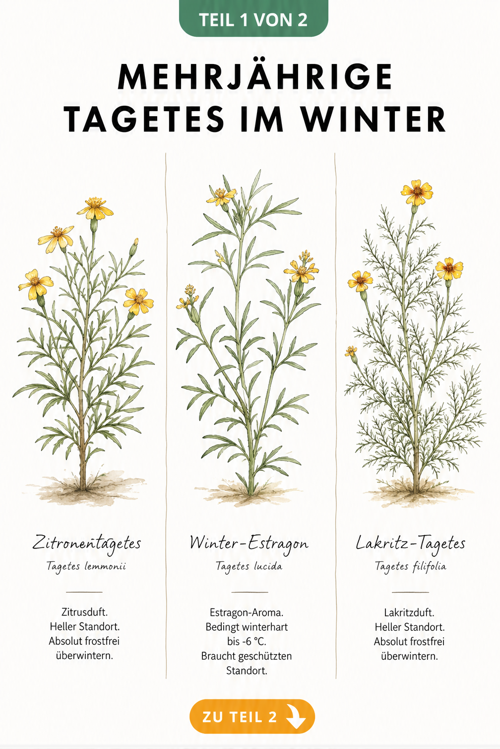 Botanische Illustration von drei mehrjährigen Tagetes-Arten: Zitronentagetes, Winter-Estragon und Lakritz-Tagetes mit ihren Eigenschaften zur Überwinterung.