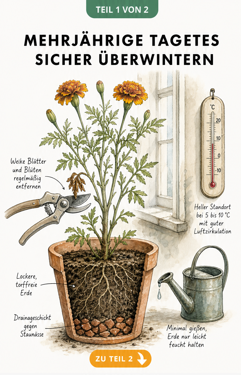 Botanische Schnittdarstellung einer Tagetes im Terrakottatopf mit Drainageschicht und Pflegehinweisen zum Überwintern