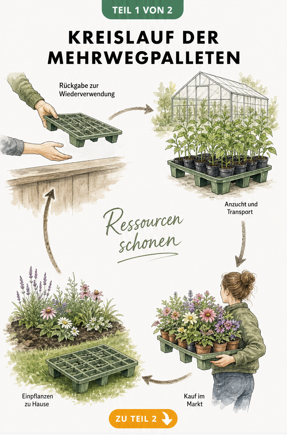 Illustration des Kreislaufs von Mehrwegpaletten für Pflanzen von der Anzucht bis zur Rückgabe