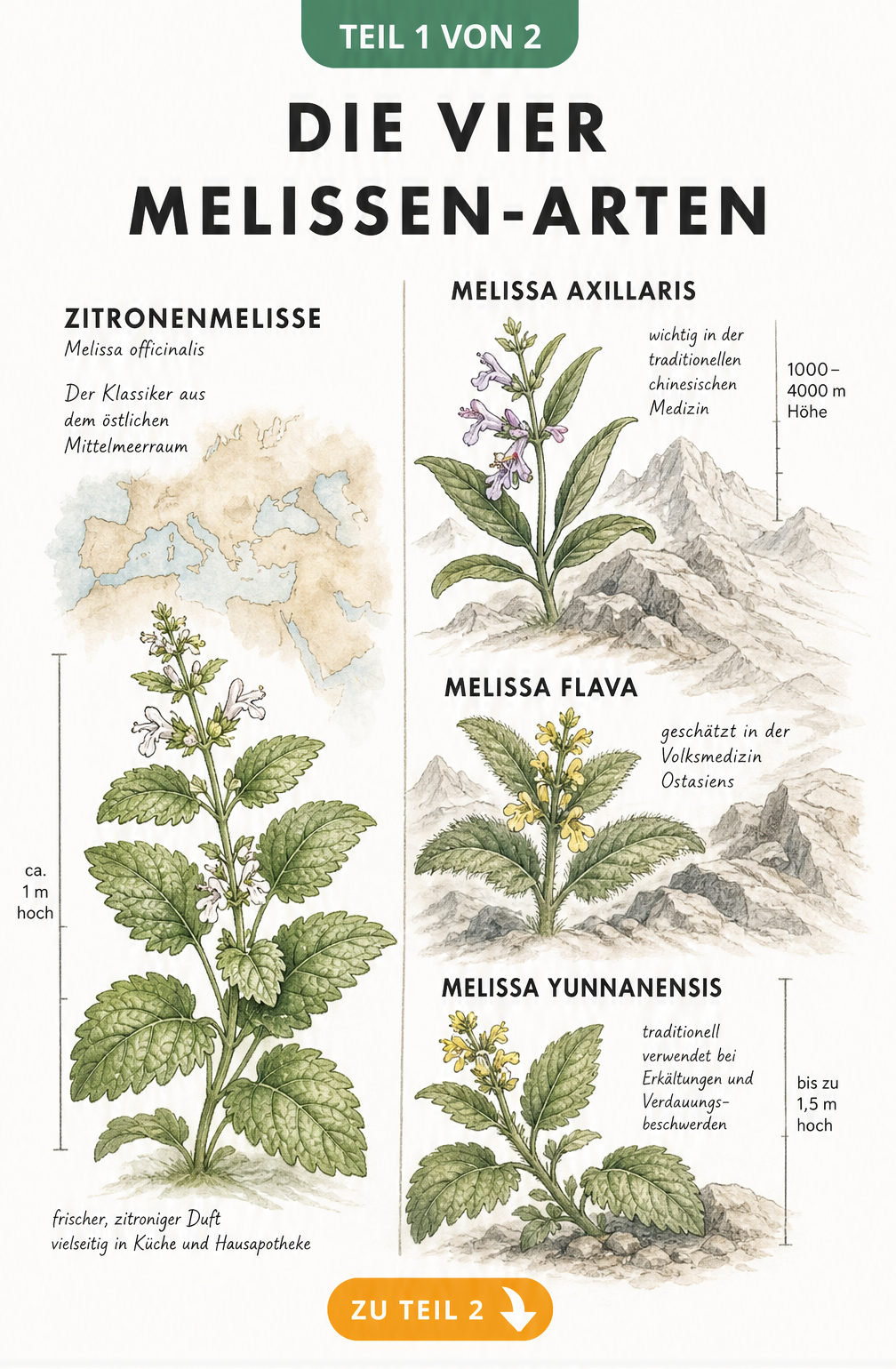 Botanische Illustration der vier Melissen-Arten mit Zitronenmelisse und asiatischen Sorten