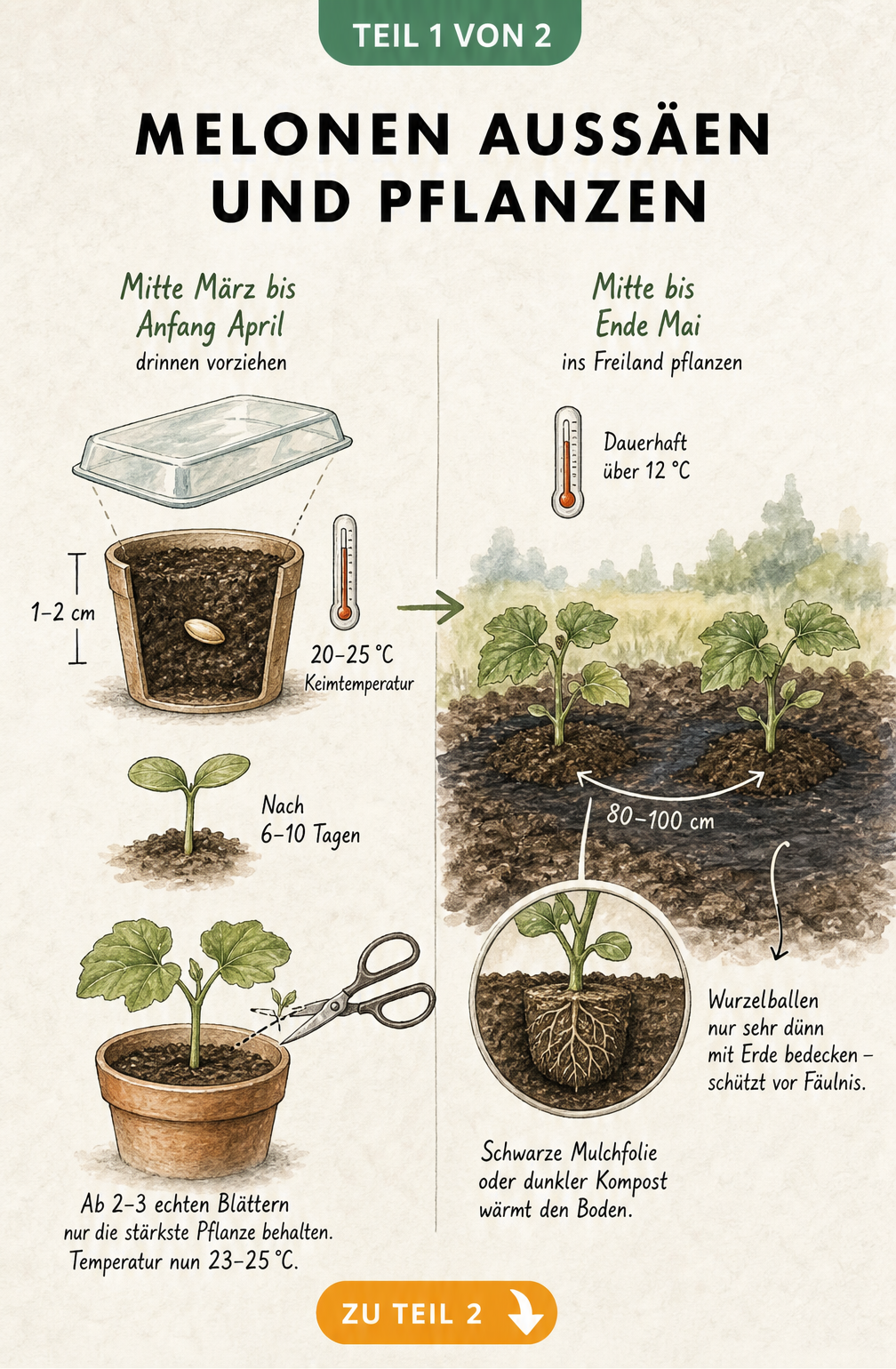 Illustration zur Aussaat und Pflanzung von Melonen vom Samen im Topf bis zur Jungpflanze im Freiland
