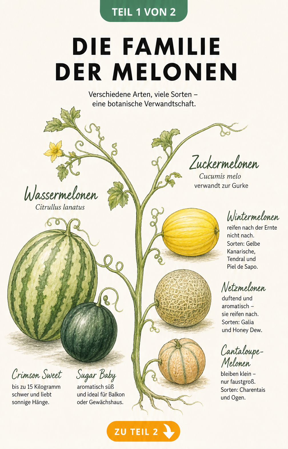 Botanische Illustration der Melonenarten: Wassermelonen wie Crimson Sweet und Zuckermelonen wie Galia und Charentais