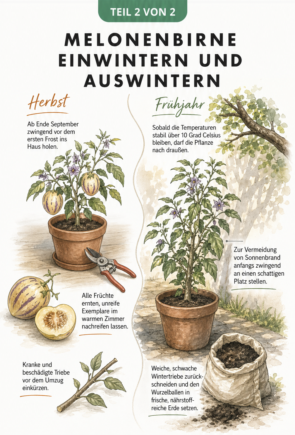 Zweiteilige Illustration: Links die Melonenbirne im Herbst beim Ernten und Schneiden, rechts im Frühjahr beim Auswintern und Umtopfen.