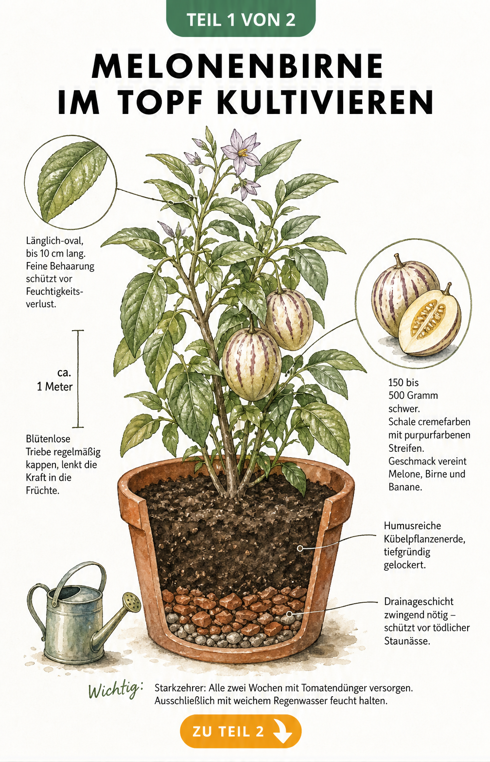Botanische Illustration einer Melonenbirne im Terrakotta-Kübel mit Querschnitt der Drainageschicht und Detailansichten von Blatt, Wuchs und Frucht