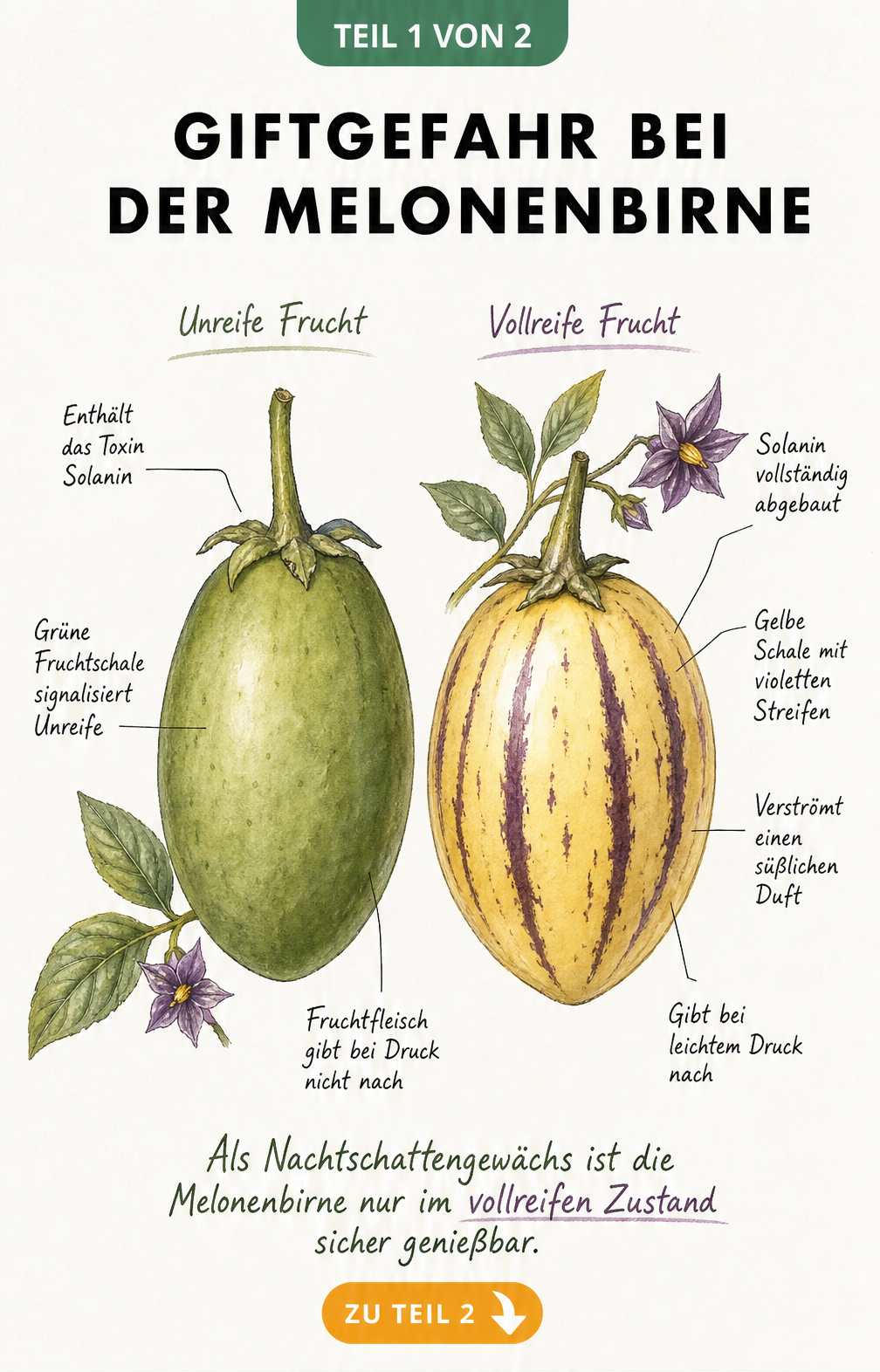 Botanische Illustration einer unreifen grünen und einer reifen gelben Melonenbirne mit violetten Streifen