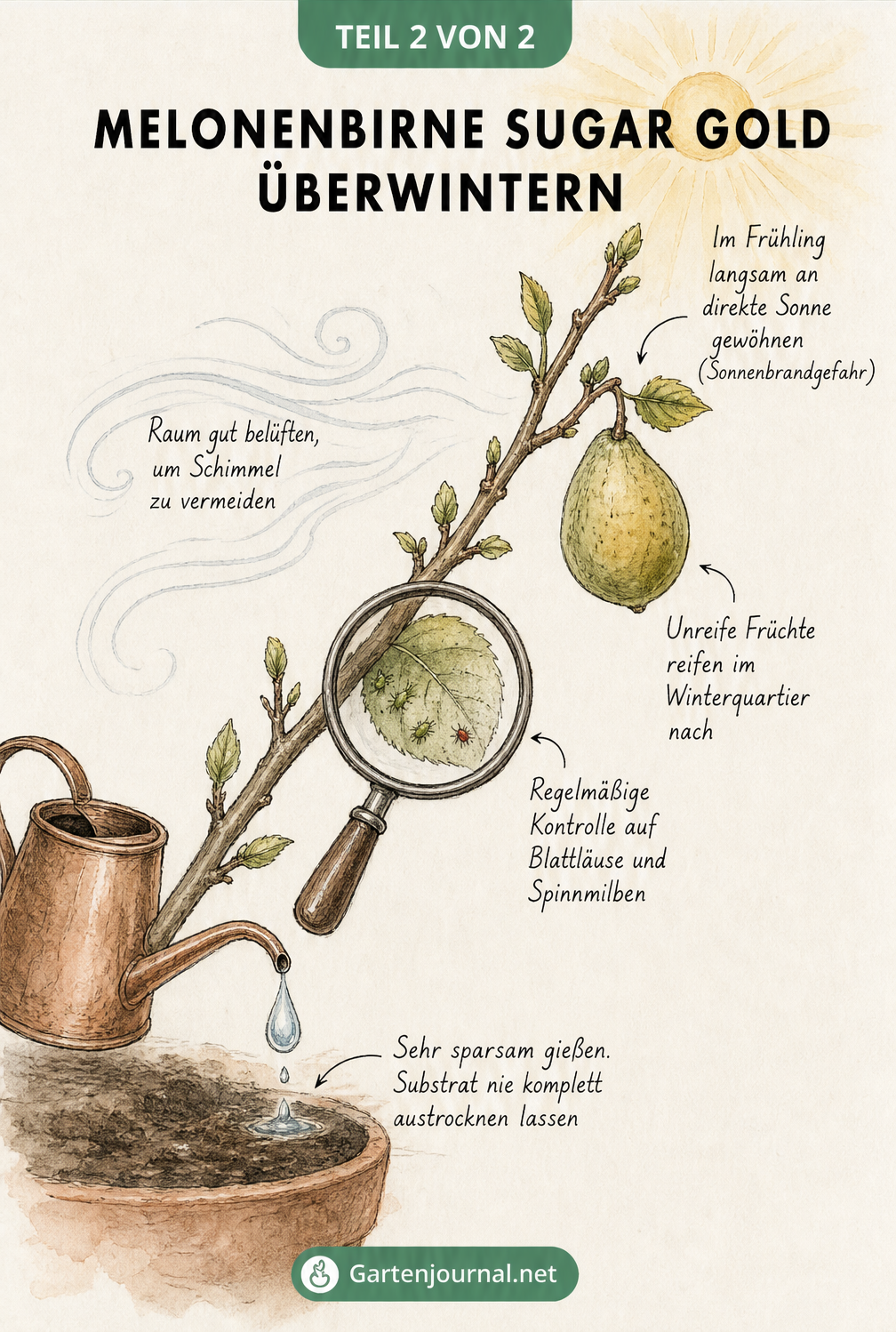 Illustration eines Zweigs der Melonenbirne Sugar Gold mit Hinweisen zur sparsamen Bewässerung, Schädlingskontrolle und Frühlingsvorbereitung.