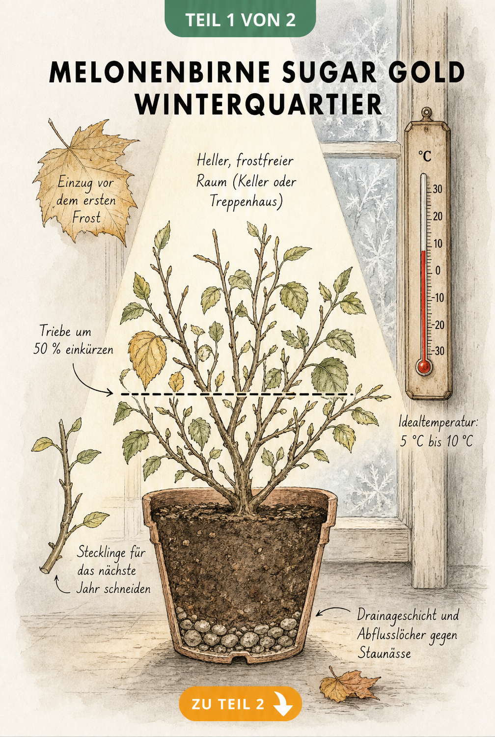Illustration einer Melonenbirne Sugar Gold im Querschnitt mit Hinweisen zum Rückschnitt, Standort und zur Idealtemperatur im Winterquartier.