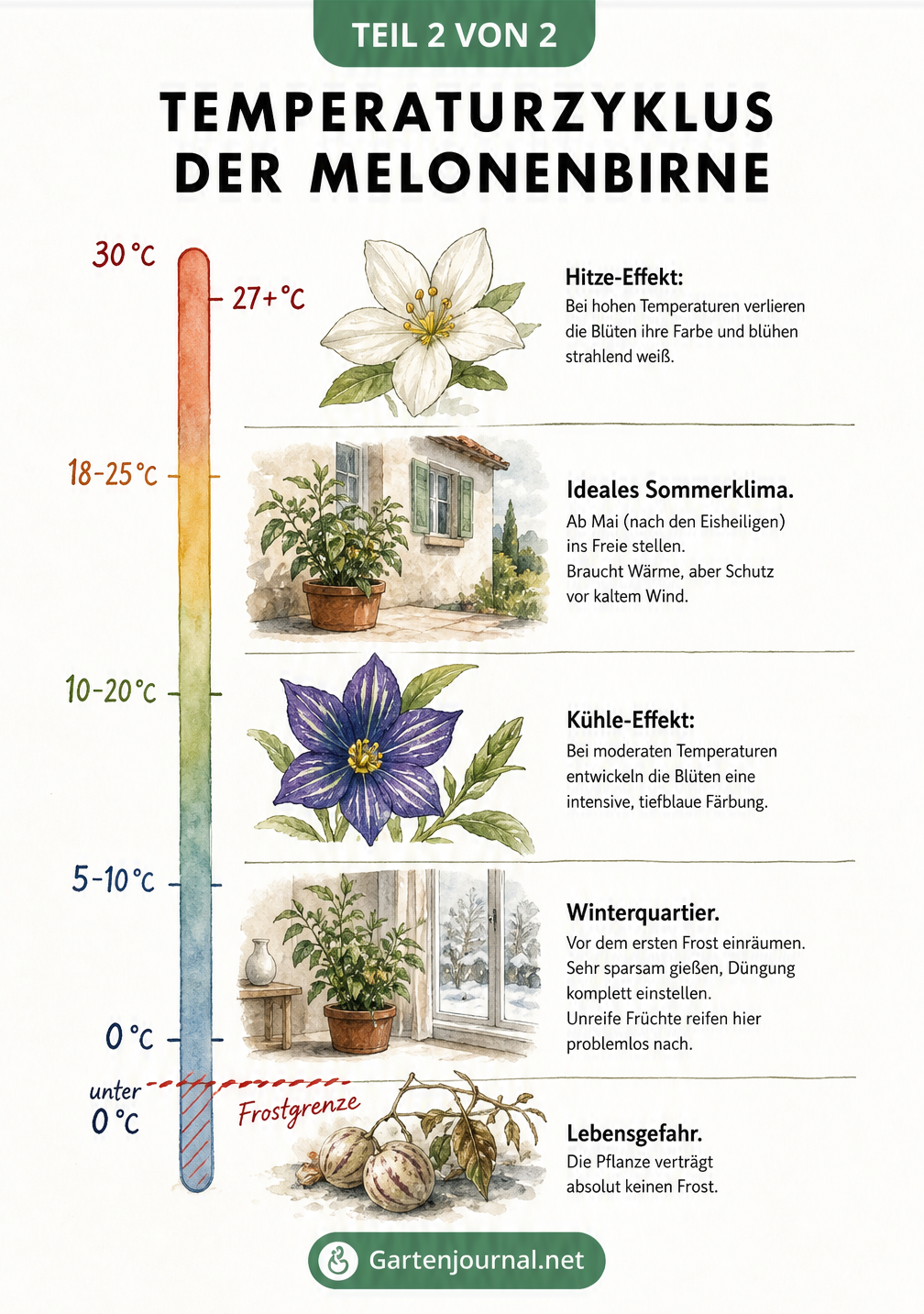 Temperaturskala von 0 bis 30 Grad Celsius mit Illustrationen zu den Reaktionen der Melonenbirne auf Hitze, Kühle und Frost