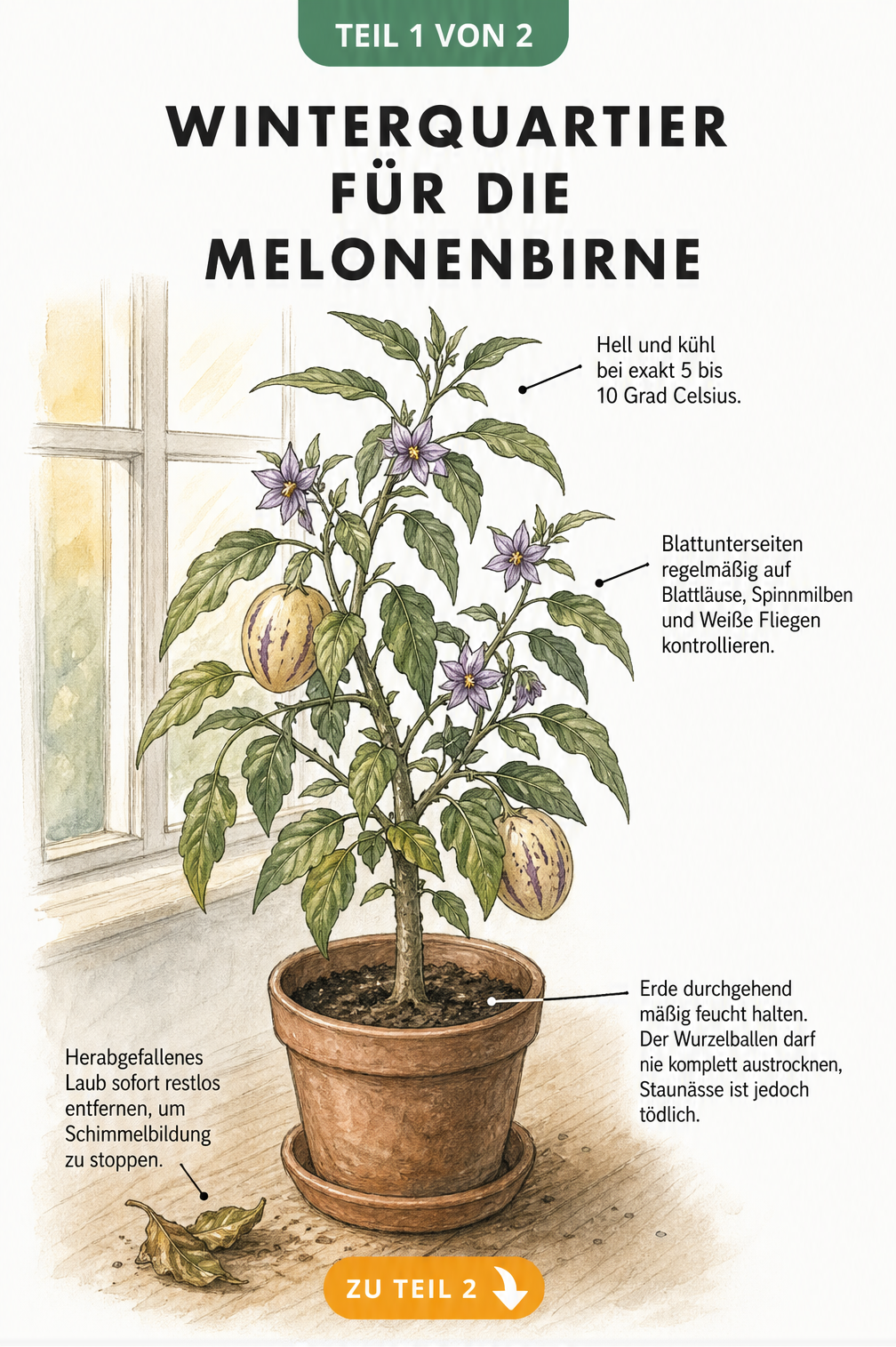 Illustration einer Melonenbirne im Topf vor einem Fenster mit Hinweisen zu Temperatur, Gießen und Schädlingskontrolle im Winterquartier.