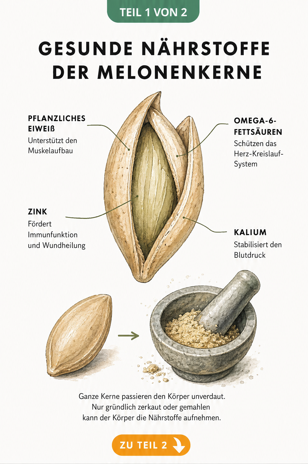 Botanische Illustration eines Melonenkerns mit Nährstoffen wie pflanzliches Eiweiß, Omega-6-Fettsäuren, Zink und Kalium.