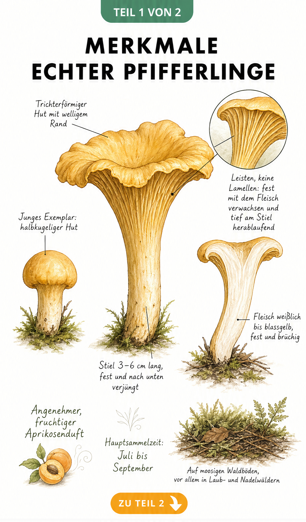 Illustration eines echten Pfifferlings mit Details zu Hut, Leisten, Stiel und Fleisch