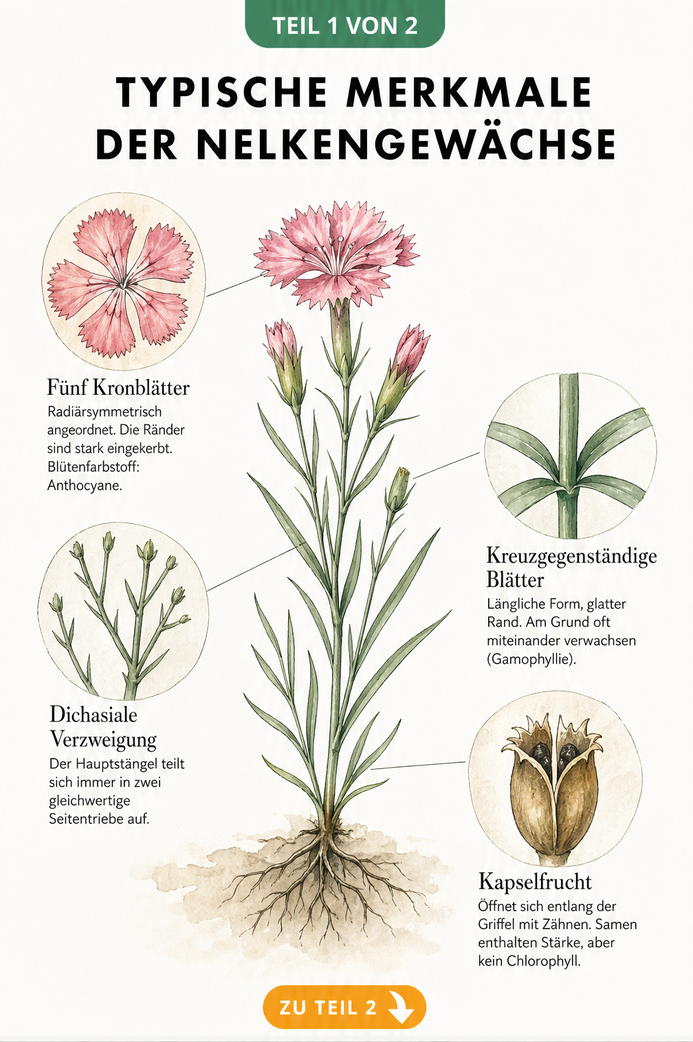 Botanische Illustration einer blühenden Nelke mit Detailzeichnungen von Blüte, Stängel, Blattansatz und Kapselfrucht